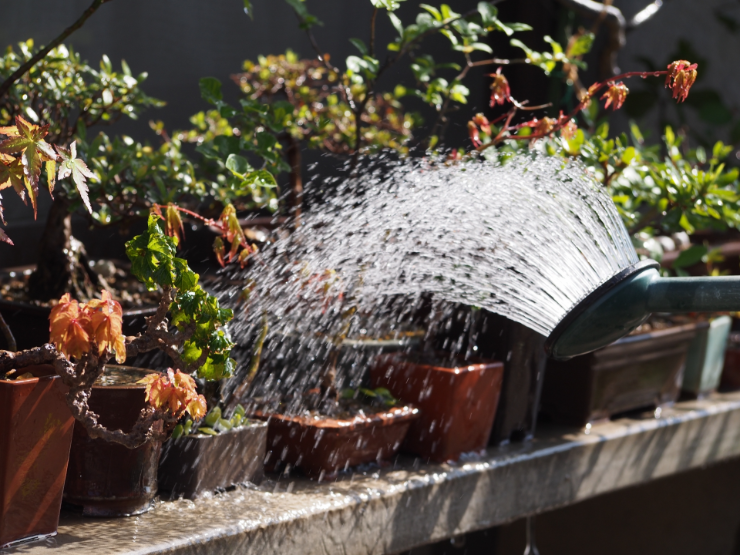 盆栽の水やりの役割、頻度、正しい方法を紹介